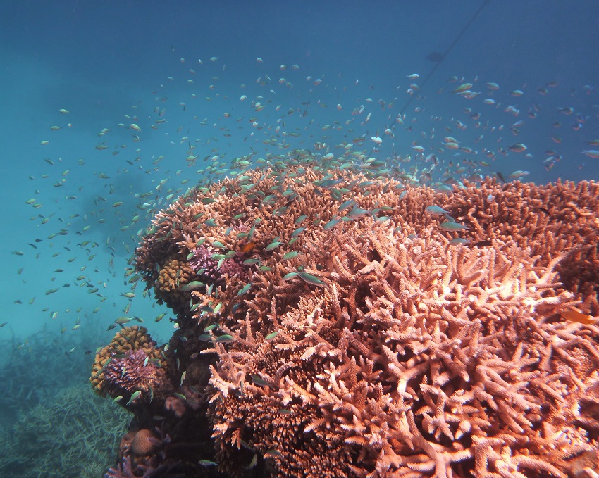 Great Barrier Reef